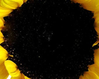 How to Make Organic Black Dye From Plants