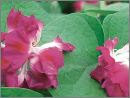 Rare & Unusual Double Flowering Morning Glory Seed Mix