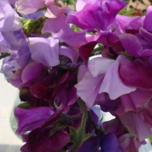 Sweet Pea, Organic  Lavender Blend Sweet Pea Plants - 2 Starter Plants