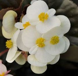 Begonia, Beautiful Begonia White Flowers Bold Bronze Waxy Leaves Gorgeous Flowers, Easy to Grow Seeds