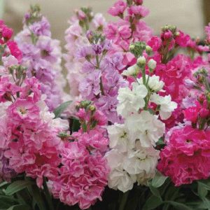 Stock Matthiola, Gorgeous Column Sweetheart  Stock Seeds : Highly Fragrant, Pretty, Elegant - A Must Have for ALL Cutting Gardens