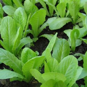 Lettuce, French Bistro Lettuce Mix Seeds : Delicious Blend of Delicate French Inspired Red, Bronze, Green and Lime-Green of Rare Lettuces