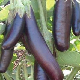 Eggplant, Little Fingers Eggplant Seeds - Beautiful Dark Purple Fruit Great Flavor