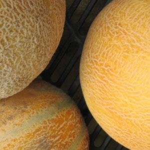 Melon, Delicious Melon - Incredibly Sweet, Flavorful Orange Flesh - Tasty & Juicy