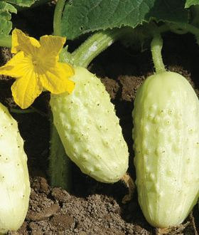 Cucumber, Miniature White Cucumber Seeds - Extremely Sweet, Flavorful and Tender