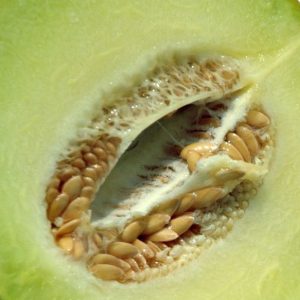 Melon, Galia Melon Seeds - Intensely Aromatic and Richly Sweet Melon - Rare Heirloom