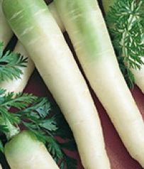 Carrot, Organic Lunar White Carrot Seed - Pretty & Tasty, White Heirloom Carrot with Green Shoulders
