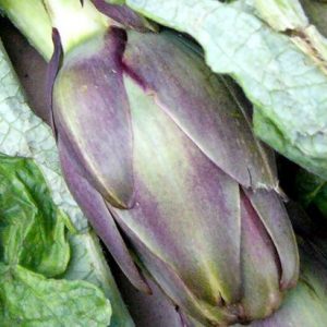 Artichoke, Artichoke Violet de Provence Seeds - French Heirloom