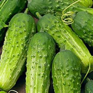 Cucumber, Boston Pickling Cucumber Seed - Perfect Homemade Pickles