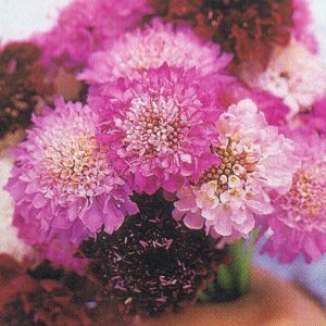 Scabiosa, Organic Giant Imperial Scabiosa Seeds - Old Fashioned and Unusual Flowers for a Cutting Garden