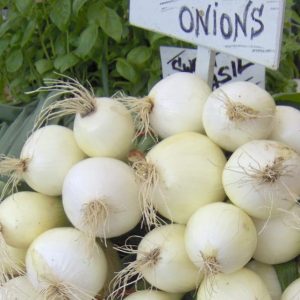Onion, Organic Sweet White Spanish Onion Seeds