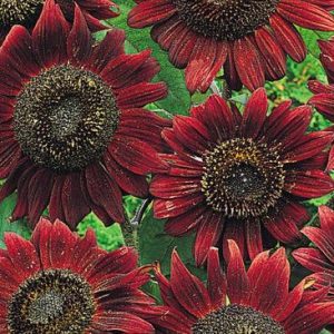 Sunflower, Velvet Queen Sunflower Seeds - Lovely Intense Burgundy Petals Chocolate Center