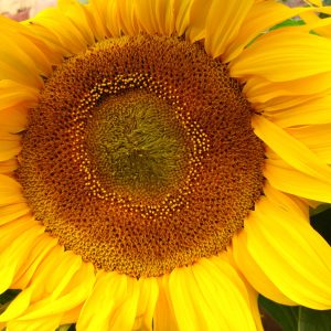 Sunflower, Dwarf Sunspot Sunflower Seeds