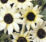 Sunflower, Italian White Sunflower Seeds