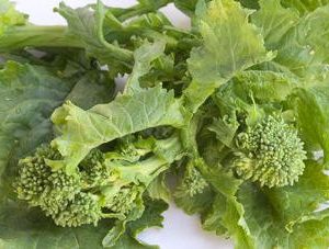 Broccoli Raab, Organic Zamboni Broccoli Raab Seeds - Unique Italian Heirloom