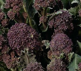 Broccoli, Organic Purple Sprouting Broccoli Seeds - Awesome Flavor