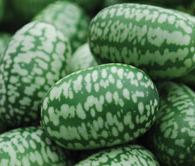 Cucumber, Organic Mexican Sour Gherkin Cucumber Seeds - Rare Heirloom