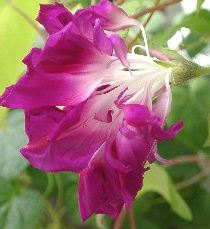 Morning Glory, Organic Sunrise Morning Glory Mix Seeds - Beautiful Vines with Gorgeous Magenta or Purple Blooms