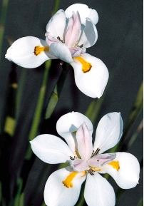 African Iris, Organic Drought Tolerant  Fire Resistant Hardy Pretty Perennial