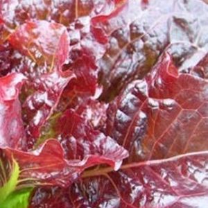 Lettuce, Organic  Outredgeous Lettuce Seeds - Pretty, Glossy, Sweet and Delicious
