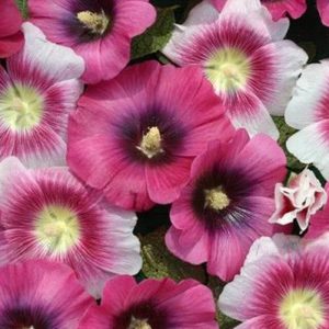 Hollyhock, Halo Perfect Pink Hollyhock Seeds - Rare and Distinctive Blend of Pink Giants