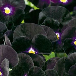 Viola, Bowles Black Viola Mix Seeds