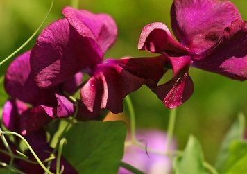 Sweet Pea, Burgundy Wine Sweet Pea Seeds - Heavenly Fragrance, Fabulous Flowers