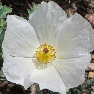 Poppy, Busy Bee Prickly Poppy - Exceptional Bee Attracting Plant with Intense White Flowers