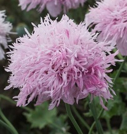 Poppy, Lilac Pom Pom Seeds - Frilly Lilac Lavender Beauty | The Garden Studio Shop