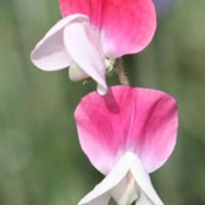 Sweet Pea, Painted Lady Sweet Pea - Fragrant Thomas Jefferson Heirloom from the Early 1700s