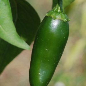 Pepper, Jalapeno M Pepper Seeds - Great Jalapeno Flavor with a Kick