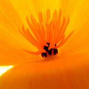 Poppy, Chiffon Mix California Poppy Seeds - Beautiful Pastel Colors, Perfect Reseeding Annual - Rare Color Combination