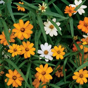 Zinnia,  Starbright Mix Zinnia Seeds - Pretty Daisy-Like Flowers