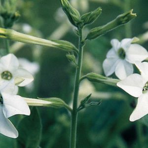 Nicotiana, Jasmine Tobacco - Highly Fragrant White Flowering Plant