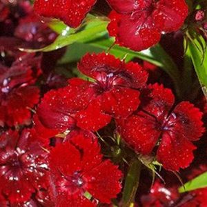 Sweet William, Claret Sweet William Seeds - Gorgeous Burgundy Red Heirloom Grown in England for Centuries