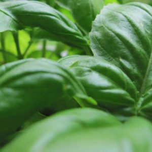 Basil, Organic Genovese  Basil Seeds - Outstanding Italian Herb for All Gardens Powerful Lush Massive Leaves
