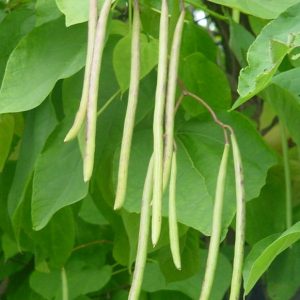 Beans, Triple Fresh French Bush Beans - 3 Beautiful Tender Beans Fresh from the Garden