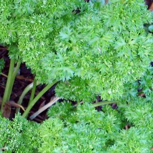 Parsley, Organic Forest Green Parsley Seeds