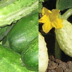 Cucumber, 'Vine Candy' Cucumber Mix - Sumter Cucumber &   Miniature White Cucumber Seed Combo 2pks in 1