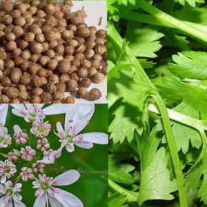 Cilantro, 'Tasty Greens' Cilantro Seed  Mix - 4 Varieties in 1 - Organic Cilantro Coriander