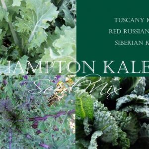 Kale Seeds, 'Hampton' Kale Seed Mix - Delicious Blend of Heirloom Kale Seeds