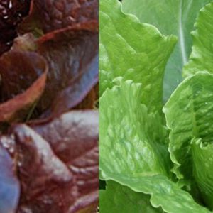 Lettuce, Green Towers & Rouge d'Hiver Romaine Lettuce Seeds Mix