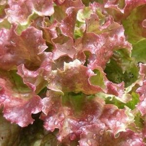 Lettuce, Organic Red Sails Lettuce Seeds - Incredible Heirloom with Bountiful & Multiple Harvests