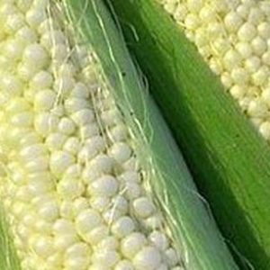 Corn, Country Gentleman Sweet Corn Seeds - World's Most Delicious Heirloom Corn