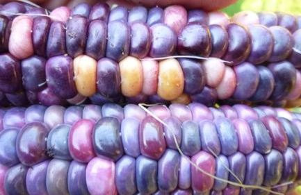 Corn, Painted Mountain Corn Seeds - Highly Decorative Excellent Sweet  or Flour Corn
