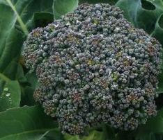 Broccoli, Umpqua Broccoli Seeds - Deliciously Productive Broccoli Perfect for the Home Gardener
