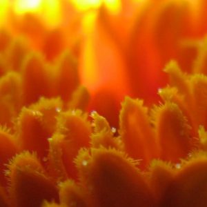 Marigold, Crackerjack Marigold Mix Seeds - Bold Orange and Yellow Pom Poms