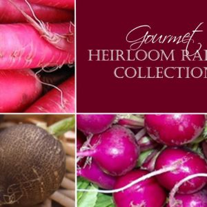 Radish, Gourmet Heirloom Radish Collection - Shunkyo, Black Spanish, Plum Purple, Candela di Fuoco Radish Seeds - 4pk