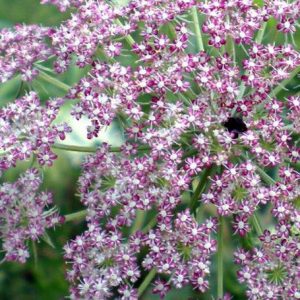 Queen Anne's Lace, Black Knight Queen Anne's Lace - Gorgeous Cut Flower Edible Root - Rare & Beautiful Color
