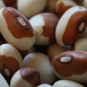 Beans, Yellow Eye Beans of Maine Bush Bean Seeds - Easy to Grow Heirloom Bean